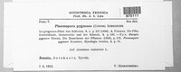 Plasmoverna pygmaea image